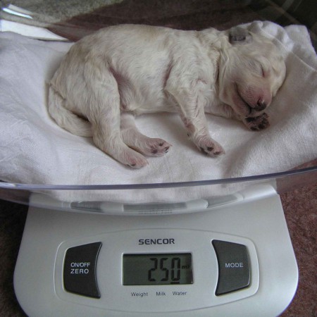 6. den pejsek BOREAS Dorly Snowflake Fell